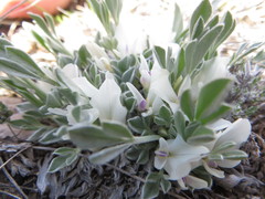 Astragalus gilviflorus