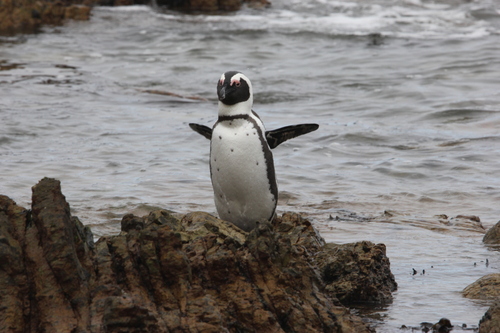 African Penguin (Spheniscus demersus), photo 7