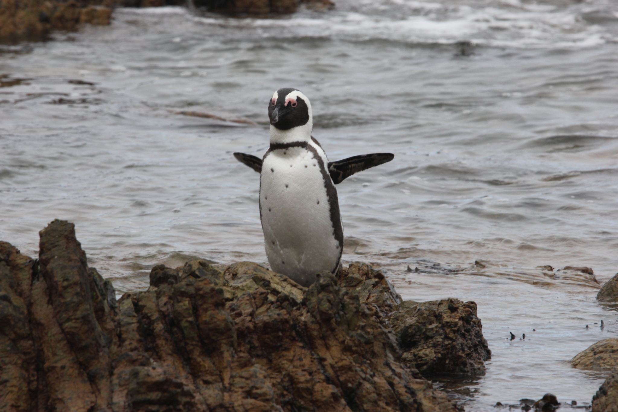 African Penguin (Spheniscus demersus), photo 9