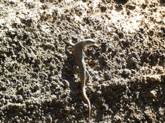 Liolaemus austromendocinus