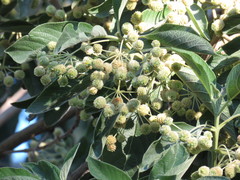Lippia myriocephala