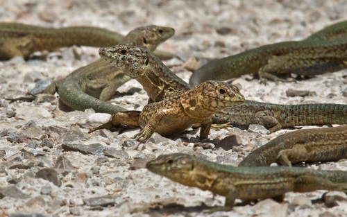 Lilford's Wall Lizard, Baleares, ES-PM, ES, photo 7 of 10