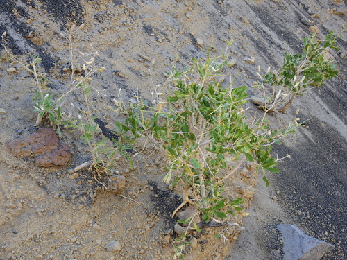 Image of Mentzelia albescens by (c) Guillermo Debandi, some rights reserved (CC BY)