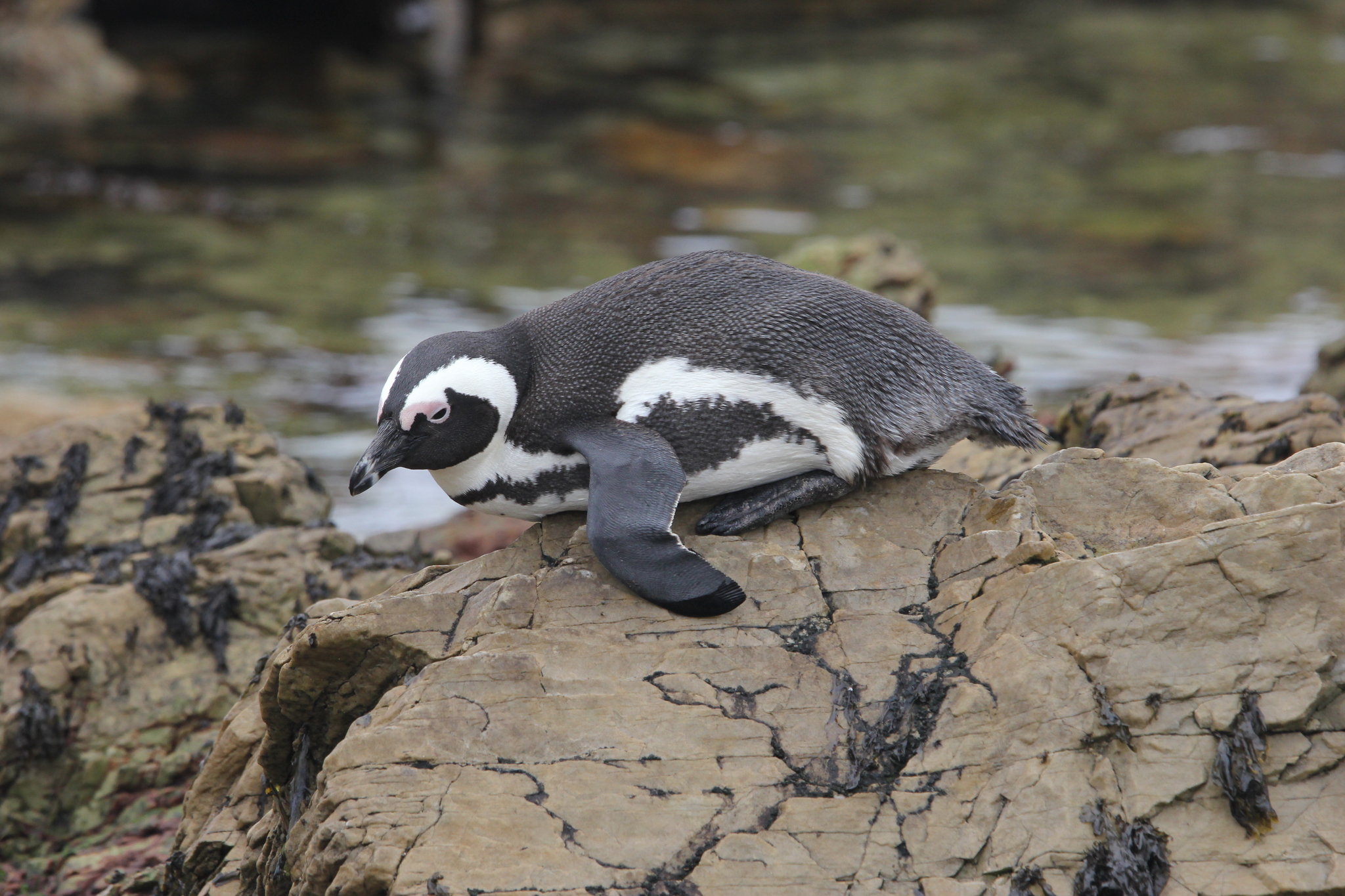 African Penguin (Spheniscus demersus), photo 10