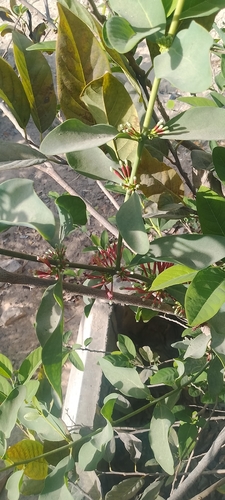 Bush Plum