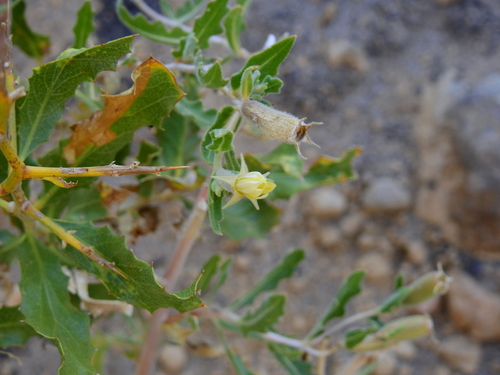 Image of Mentzelia albescens by (c) Guillermo Debandi, some rights reserved (CC BY)