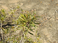 Colliguaja integerrima