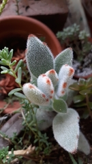 Kalanchoe tomentosa