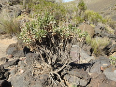 Grindelia chiloensis