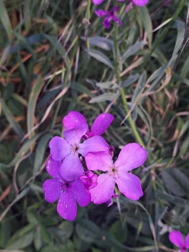 Matthiola maderensis (Matthiola maderensis)