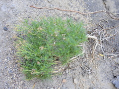 Senecio subulatus erectus
