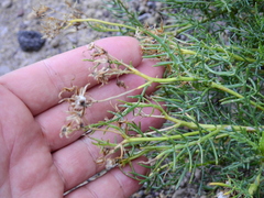 Senecio subulatus erectus