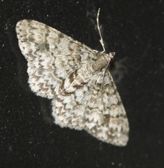 Myrioblephara desumpta