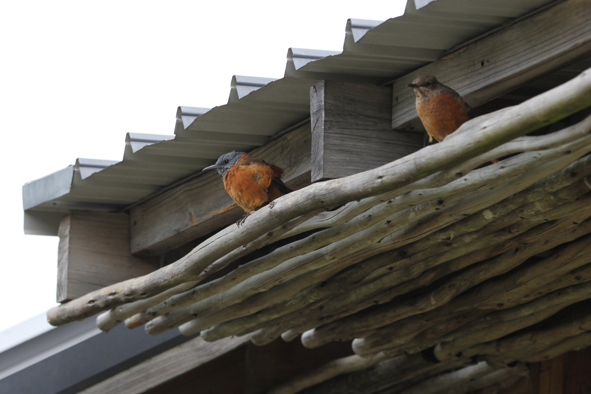 Cape Rock Thrush (Monticola rupestris), photo 7