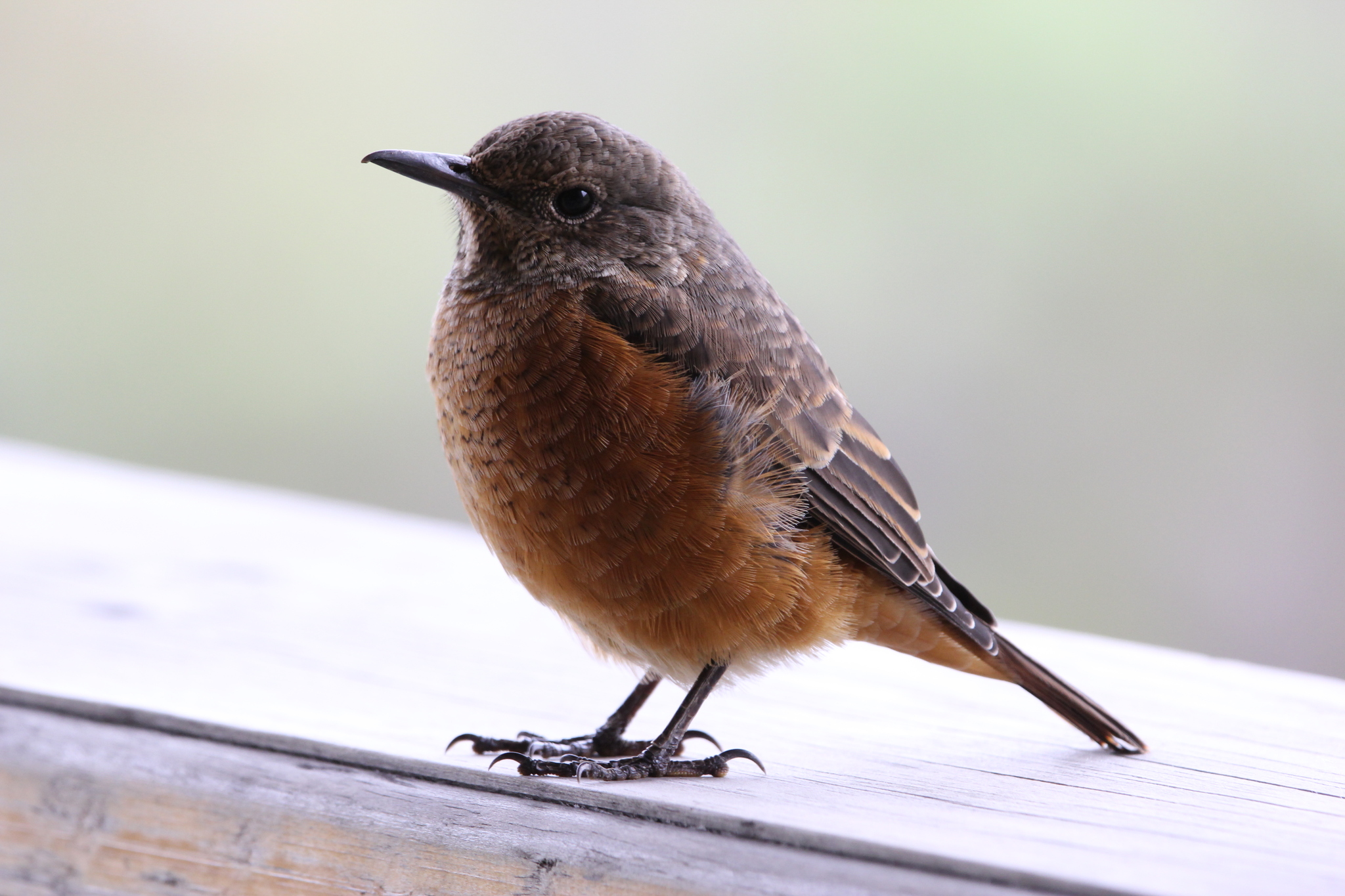Cape Rock Thrush (Monticola rupestris), photo 6