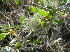 Ramalina complanata