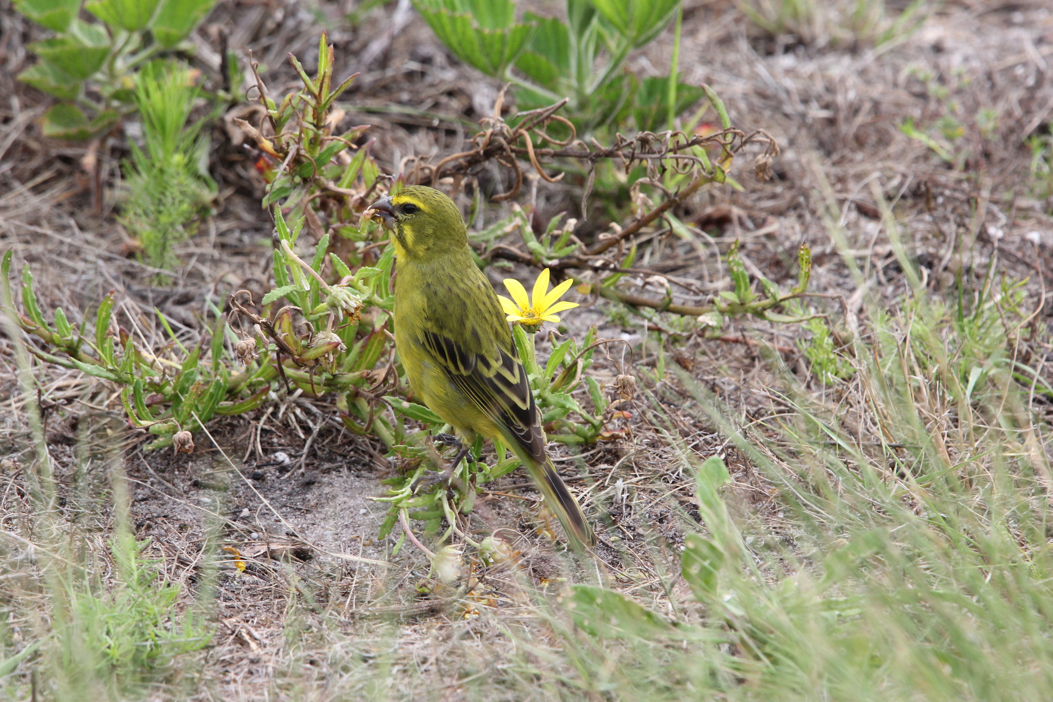 Brimstone Canary (Crithagra sulphurata), photo 3
