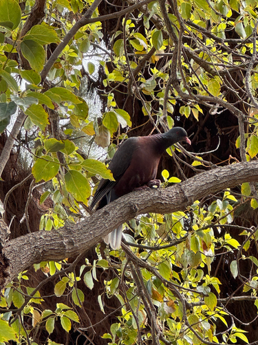 Laurel Pigeon (Columba junoniae)