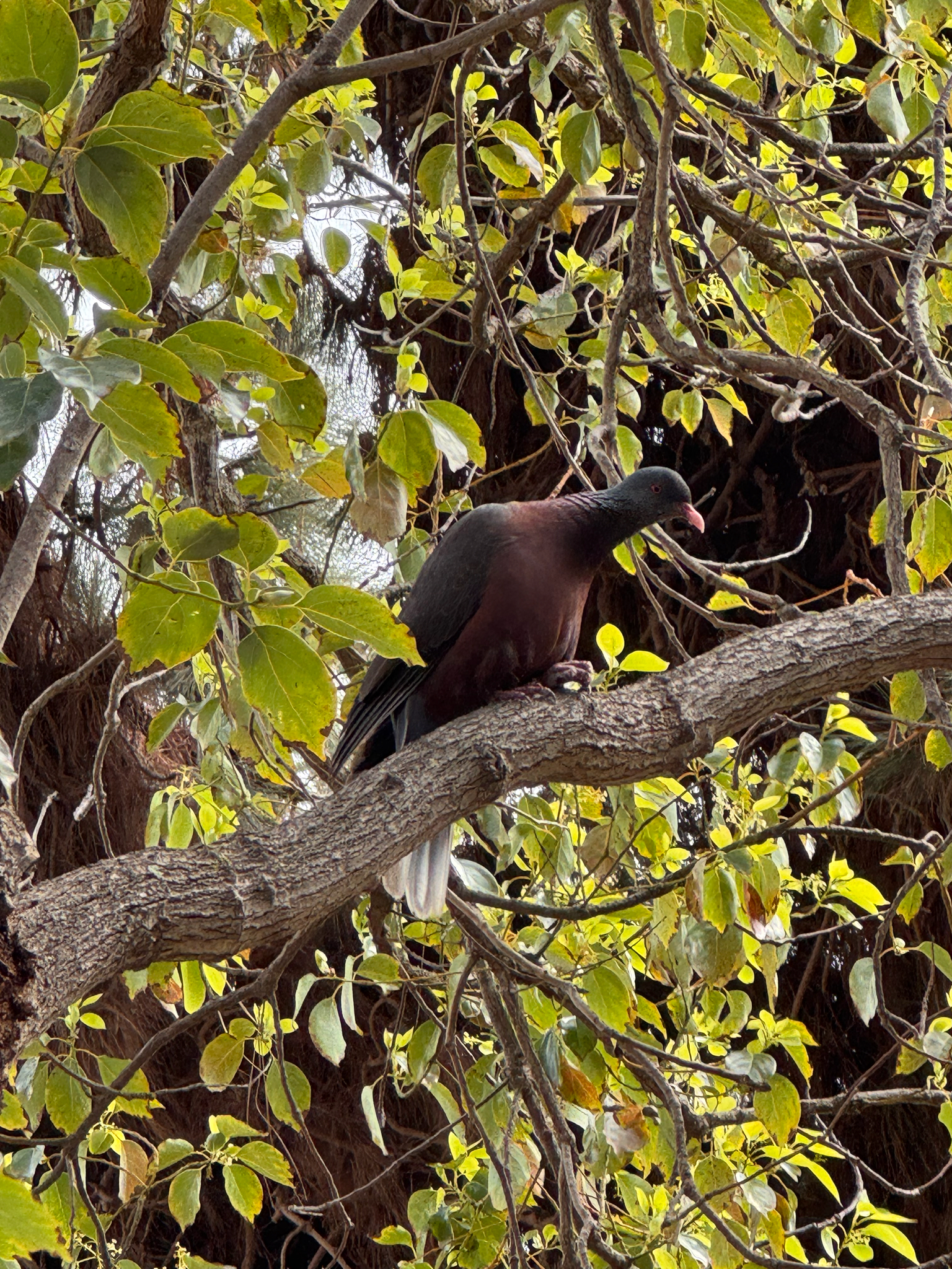 Laurel Pigeon (Columba junoniae), photo 1