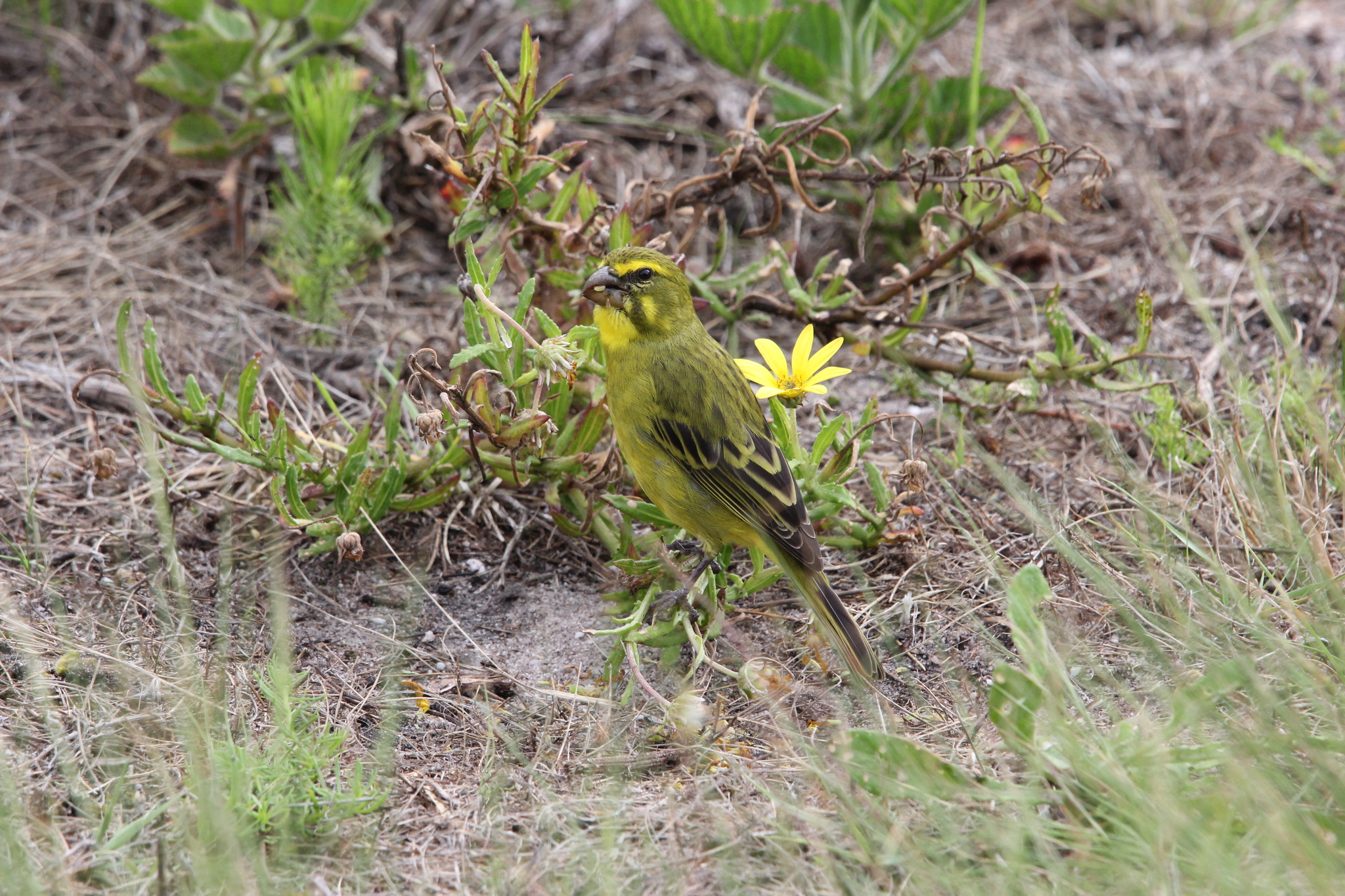 Brimstone Canary (Crithagra sulphurata), photo 2