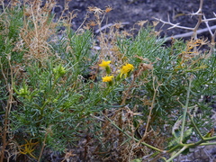 Senecio subulatus