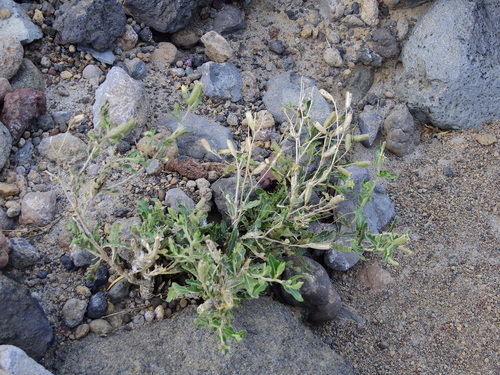 Wavyleaf blazingstar (Mentzelia albescens)