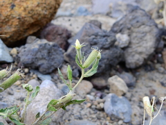 Mentzelia albescens