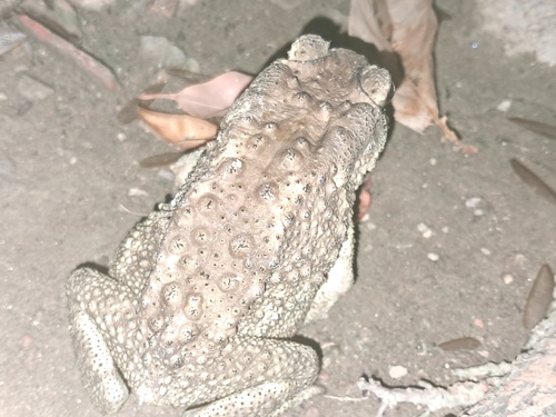 Asian Common Toad