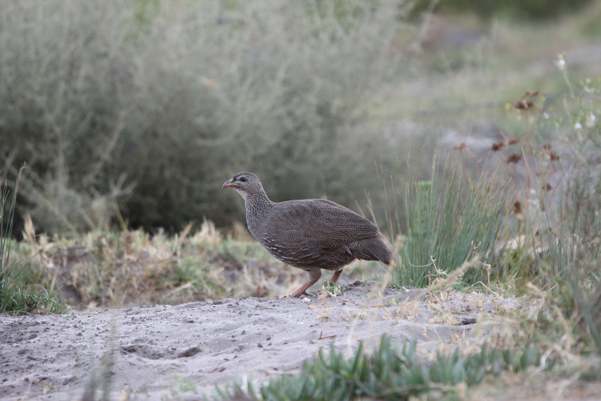 Cape Spurfowl (Pternistis capensis), photo 6