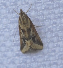 Achyra massalis