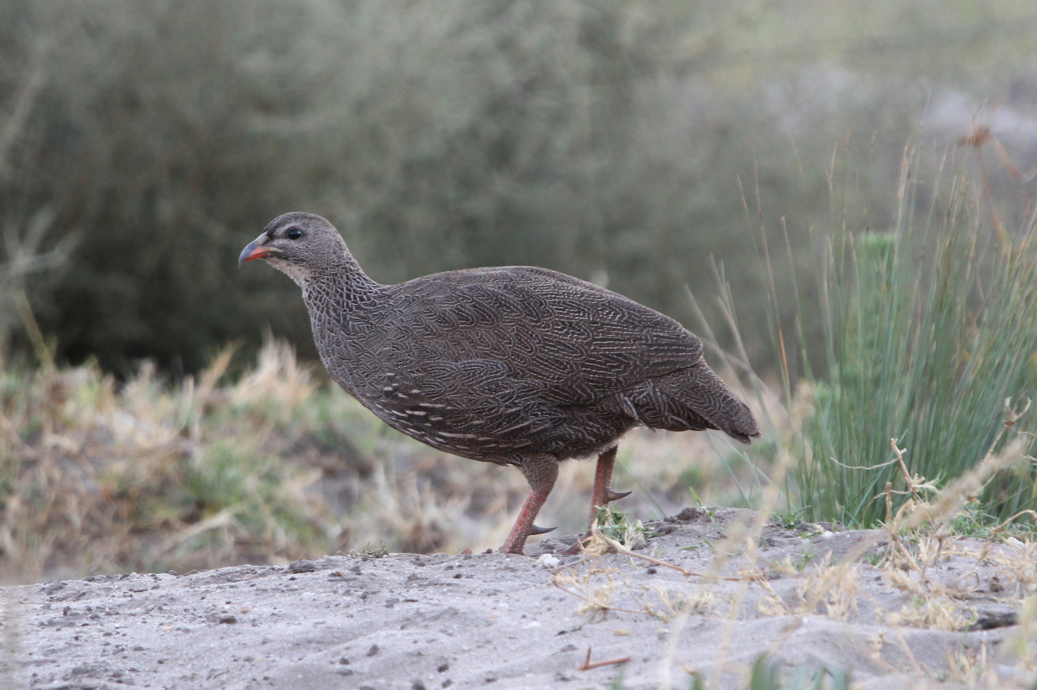 Cape Spurfowl (Pternistis capensis), photo 5