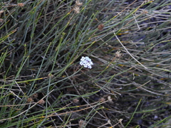 Junellia spathulata