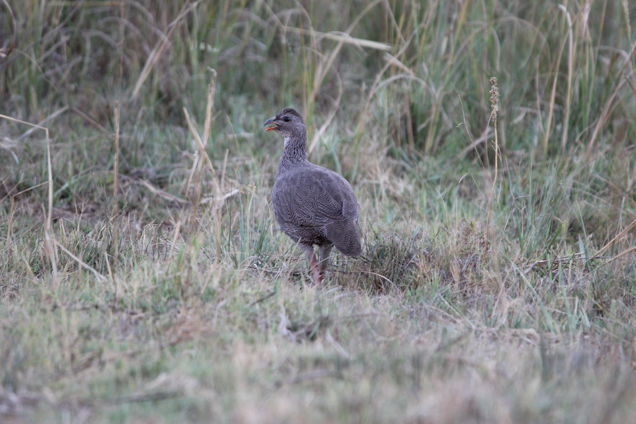 Cape Spurfowl (Pternistis capensis), photo 4