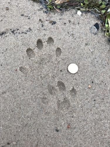 North American River Otter photographed in Texas