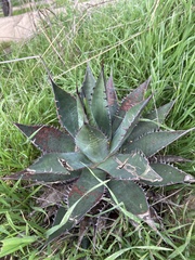 Agave shawii shawii