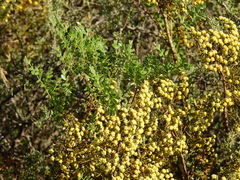 Larrea nitida