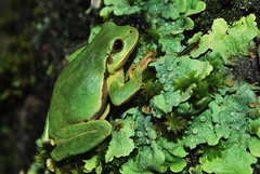 Hyla euphorbiacea