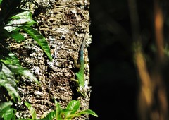 Sceloporus scitulus