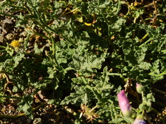 Lecanophora