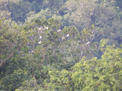 Ducula bicolor