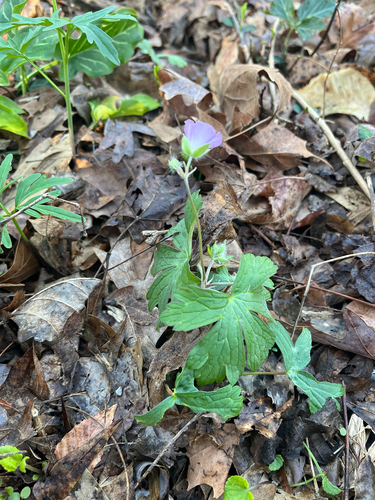 Another photo of Wild Geranium