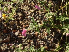 Lecanophora