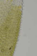 Hedwigia stellata