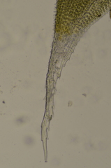 Hedwigia stellata