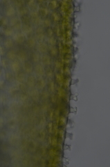 Hedwigia stellata