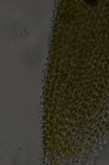 Hedwigia stellata