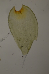 Hedwigia stellata