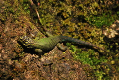 Sceloporus scitulus