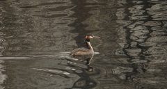 Podiceps cristatus