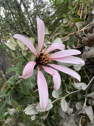 Mutisia spinosa, photograph 2